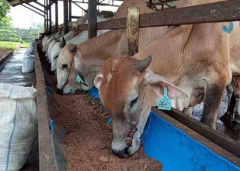 Sebanyak 5.648 Ekor Sapi Telah Masuk Ke Kalimantan Tengah Pada Periode Januari-Juni 2023