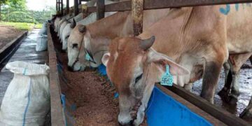 Sebanyak 5.648 Ekor Sapi Telah Masuk Ke Kalimantan Tengah Pada Periode Januari-Juni 2023