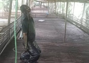 Penemuan Jasad Pria Tergantung di Kandang Ayam Desa Karang Mulya