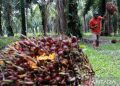 Penurunan Drastis DBH Sawit Ancam Perekonomian Kalimantan Tengah