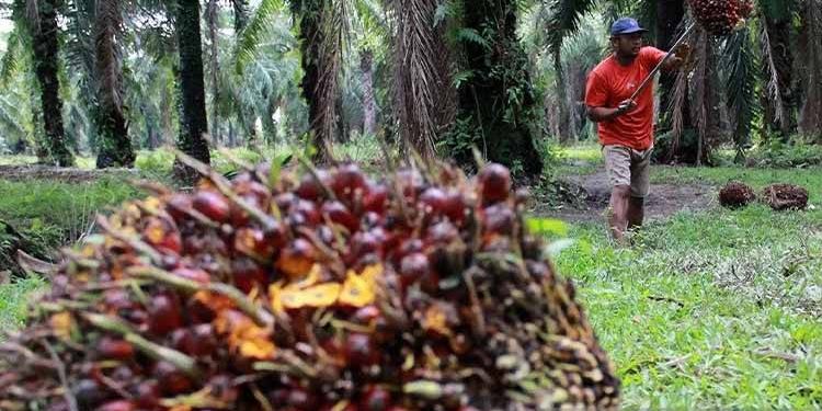 Penurunan Drastis DBH Sawit Ancam Perekonomian Kalimantan Tengah