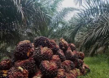 Koperasi Keluarga Mandiri Klarifikasi Dugaan Lahan Sawit di Kawasan Hutan