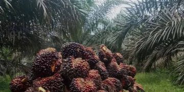 Koperasi Keluarga Mandiri Klarifikasi Dugaan Lahan Sawit di Kawasan Hutan