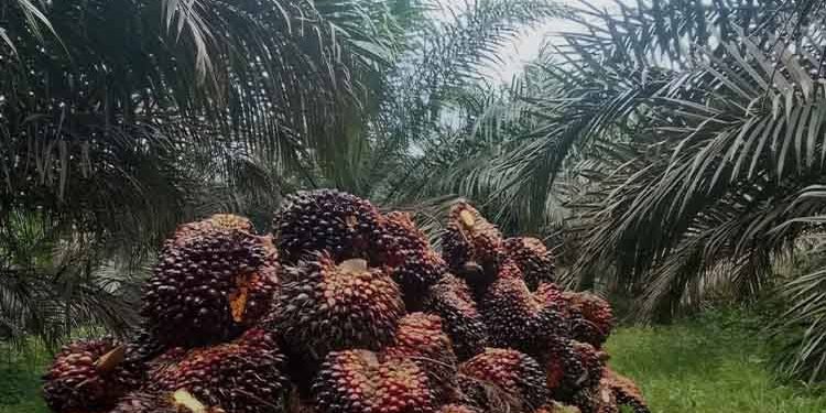 Koperasi Keluarga Mandiri Klarifikasi Dugaan Lahan Sawit di Kawasan Hutan