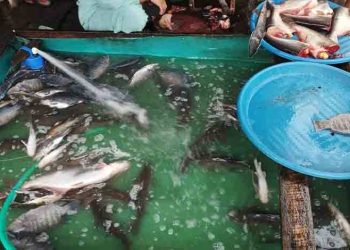 Cuaca Stabil Dorong Deflasi dari Sektor Perikanan di Kalteng