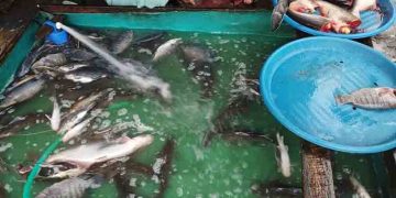 Cuaca Stabil Dorong Deflasi dari Sektor Perikanan di Kalteng