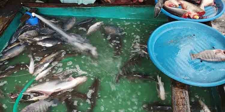 Cuaca Stabil Dorong Deflasi dari Sektor Perikanan di Kalteng