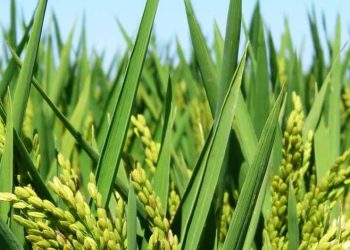 Panen Raya di Kapuas Jadi Bukti Ketangguhan Pangan Kalimantan Tengah