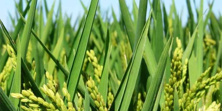 Panen Raya di Kapuas Jadi Bukti Ketangguhan Pangan Kalimantan Tengah